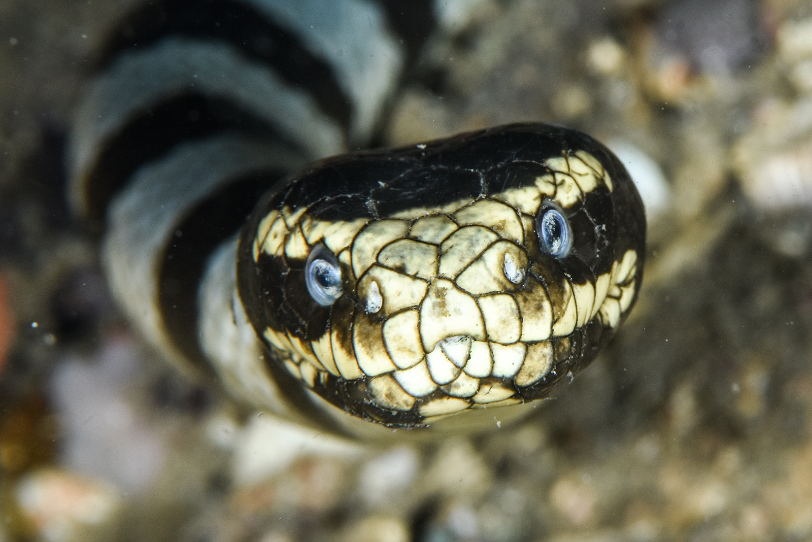 Sea Snakes