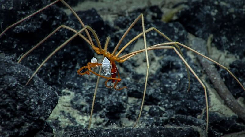 Sea Spider