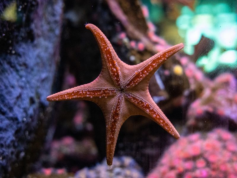 Sea Star