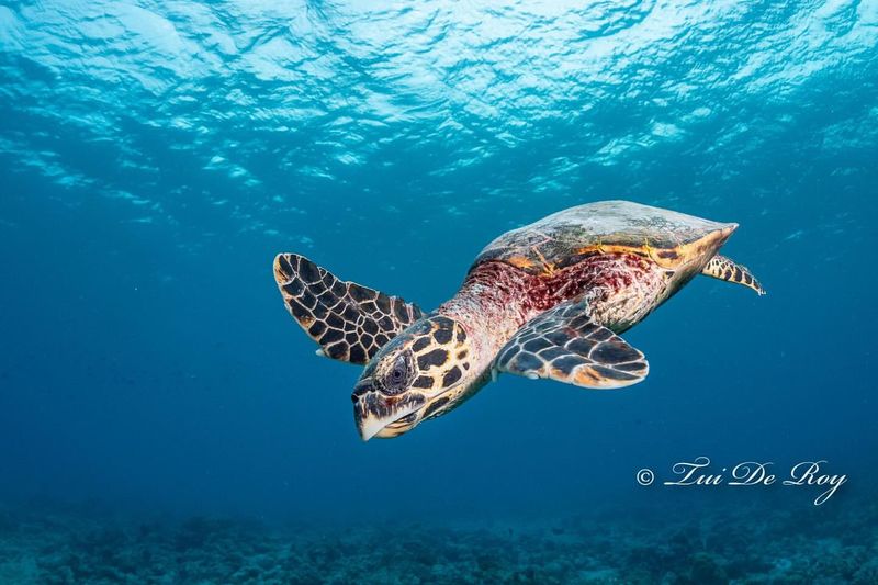 Sea Turtle