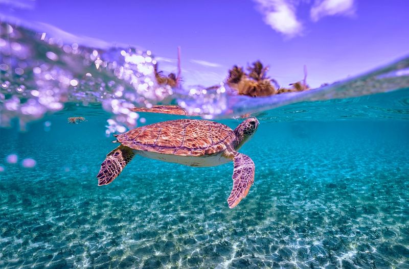 Sea Turtle