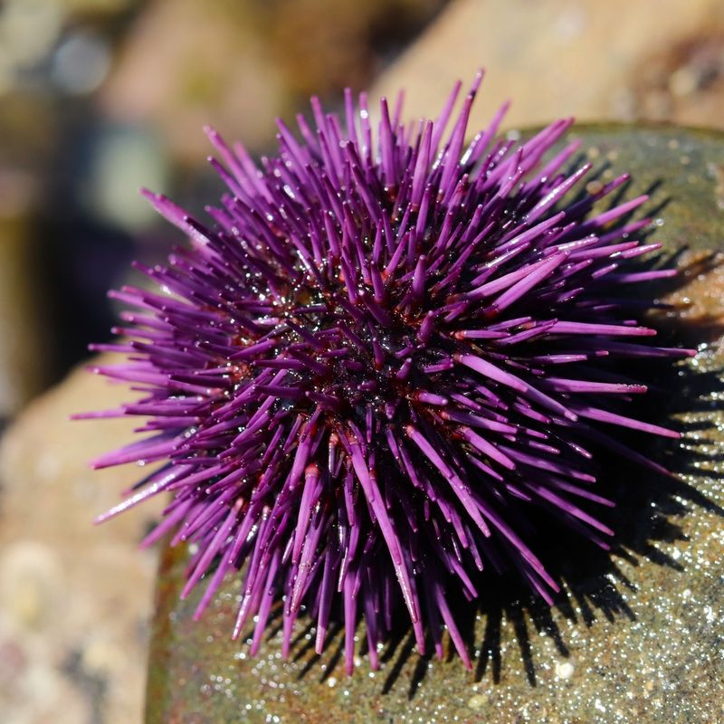 Sea Urchins