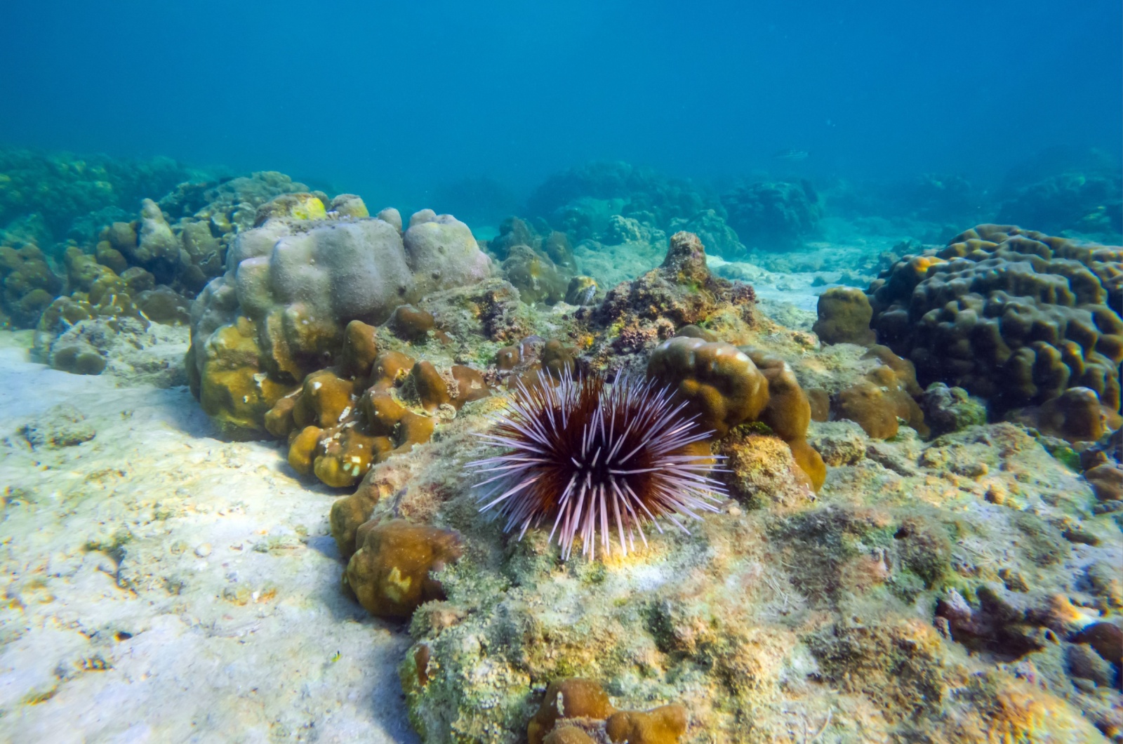 Sea Urchins