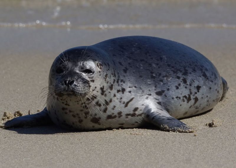 Seal