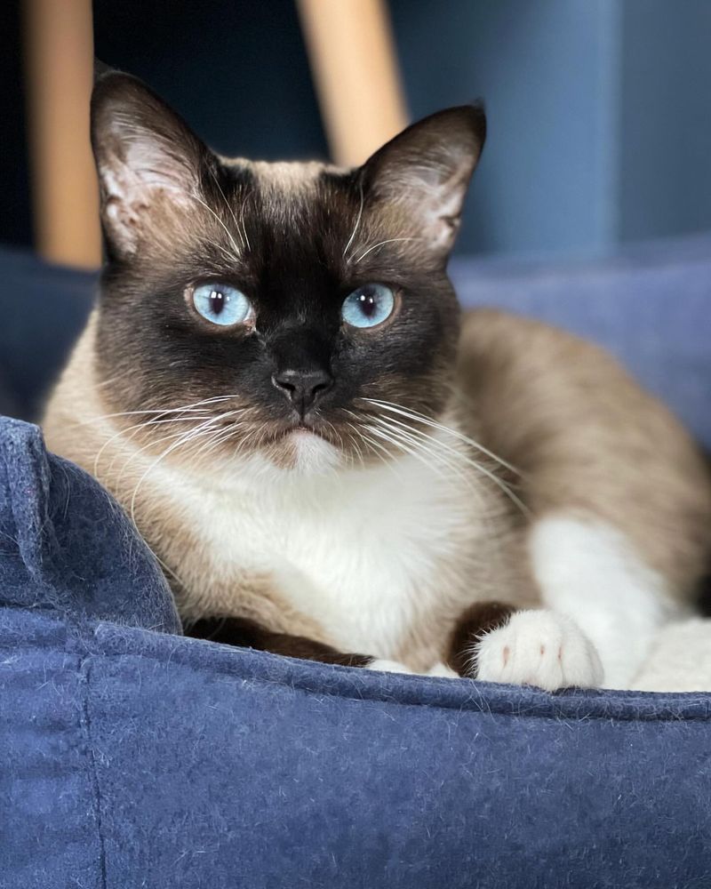 Seal Point Siamese