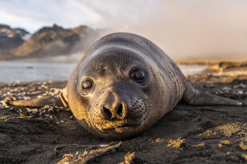 Seal