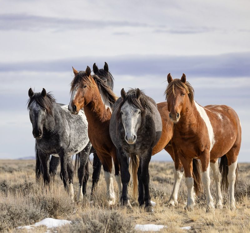 Seasonal Migration Patterns