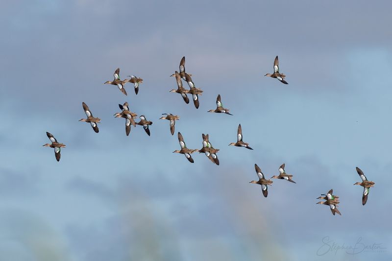 Seasonal Migration