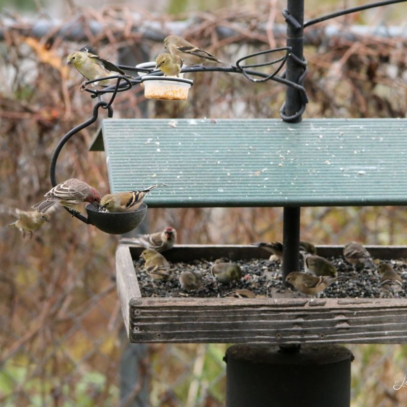 Seasonal Shelter Preparation