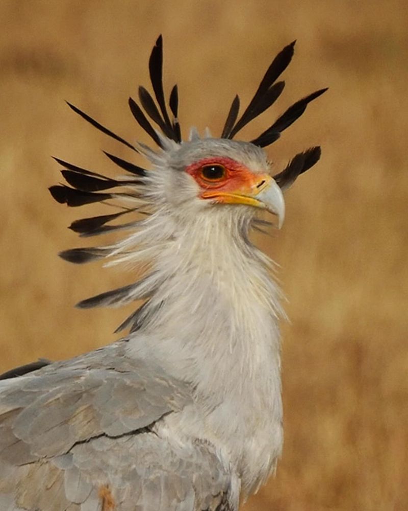 Secretary Bird