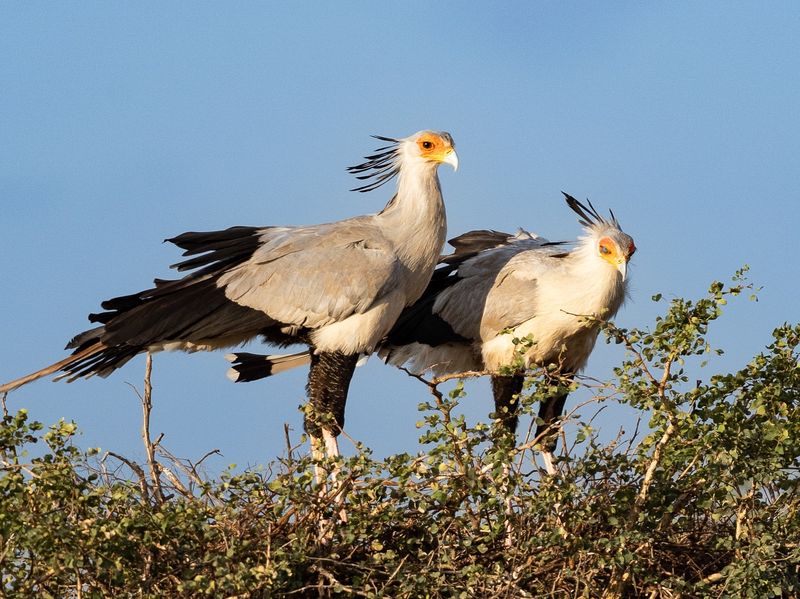 Secretary Bird