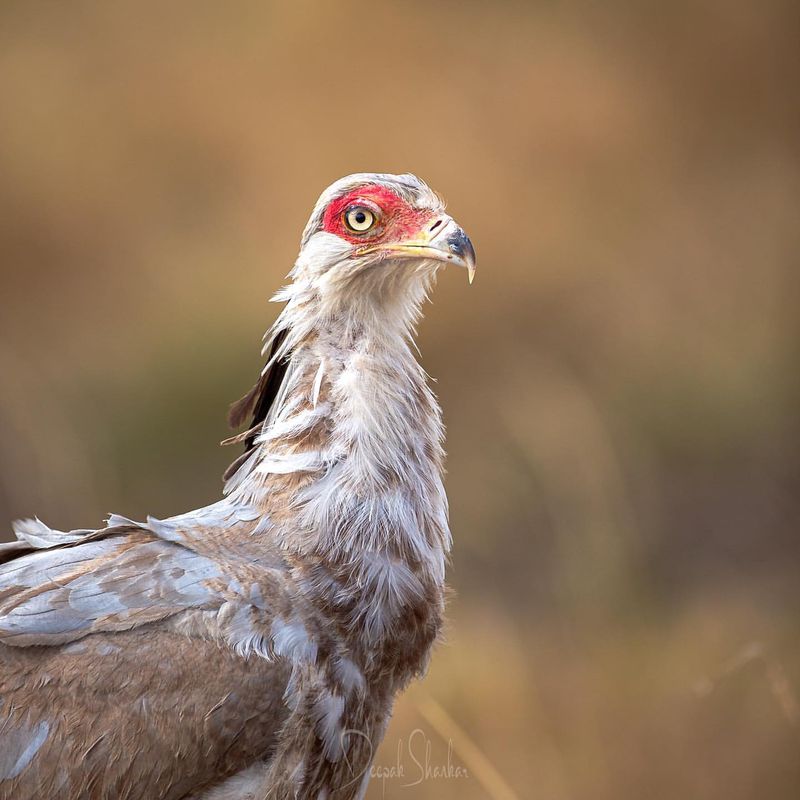 Secretary Bird