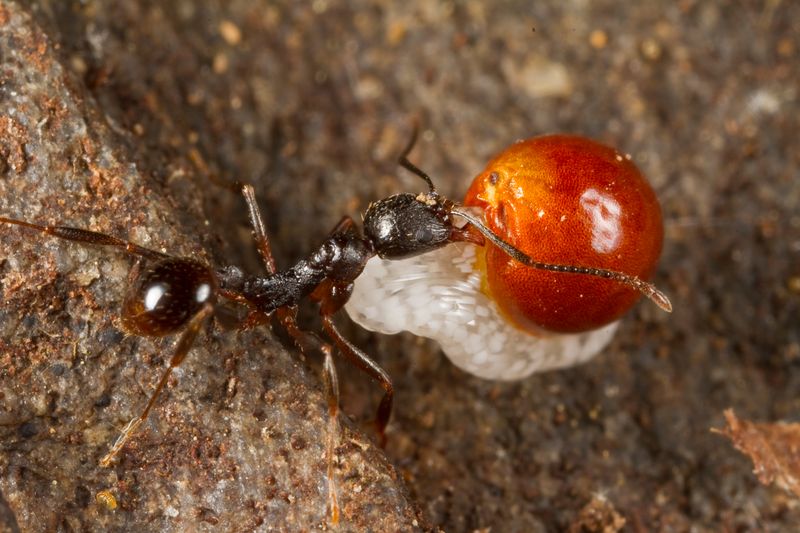 Seed Dispersal by Ants