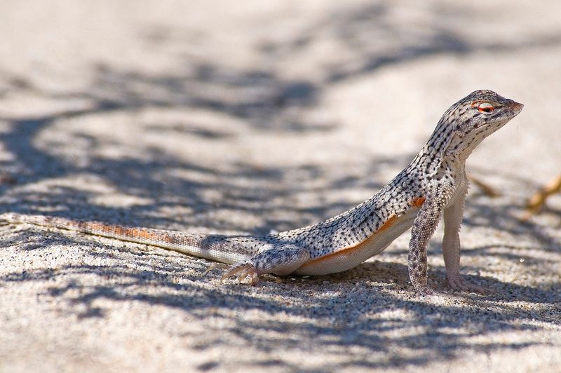 Seismic Lizards