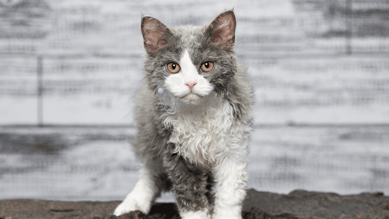 Selkirk Rex