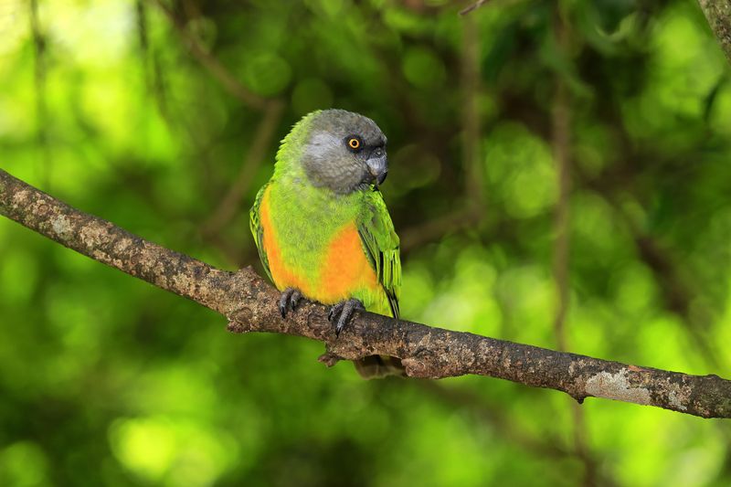 Senegal Parrot