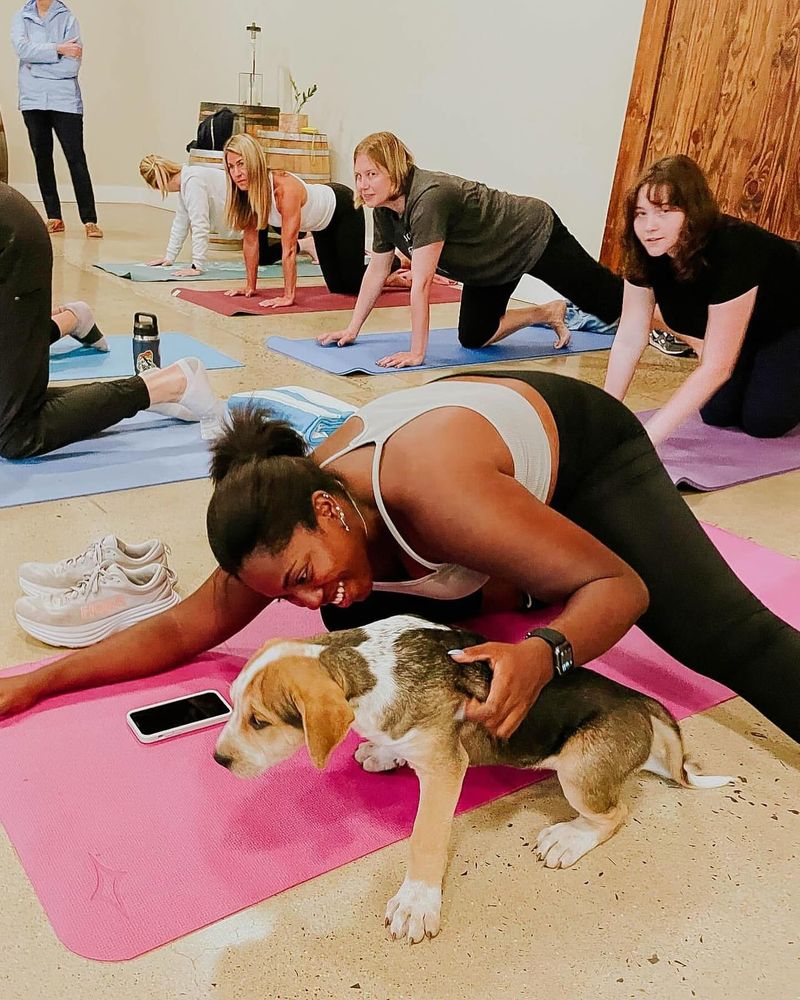 Senior Dog Yoga