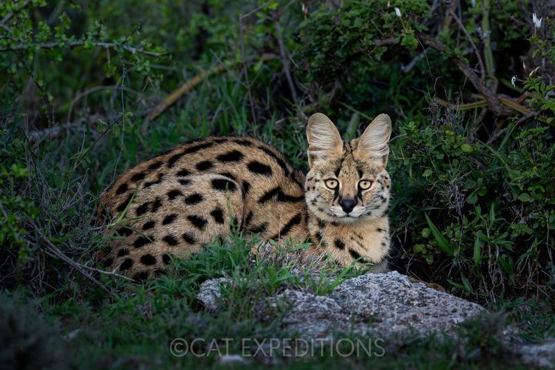 Serval