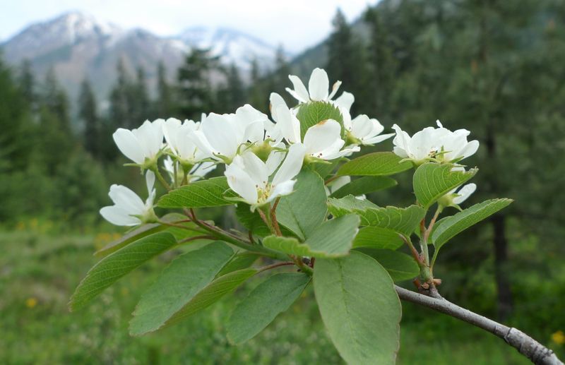 Serviceberry (Amelanchier)