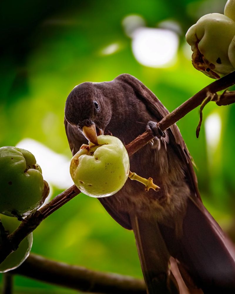 Seychelles Black Parrot