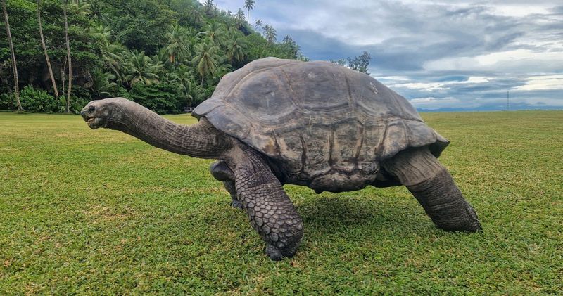 Seychelles Giant Tortoise