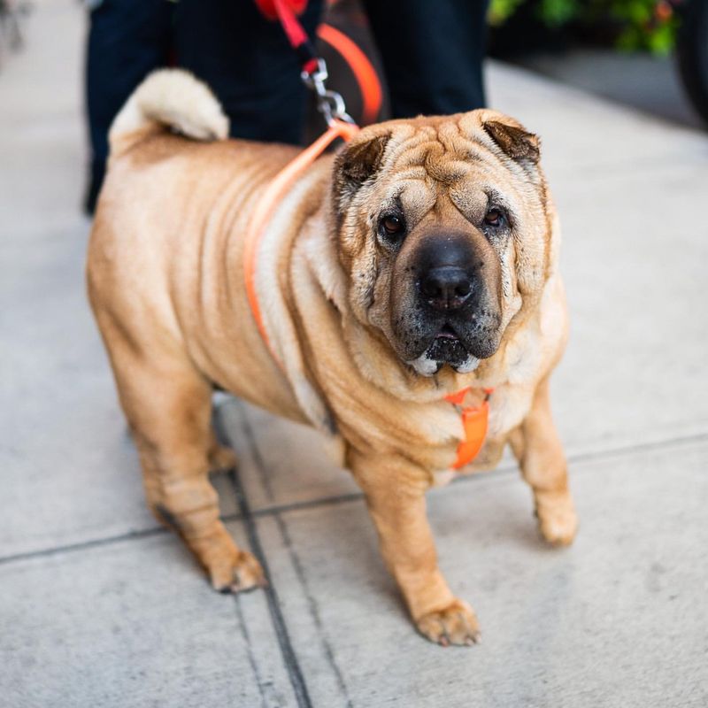 Shar Pei