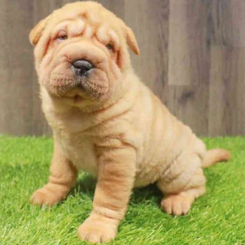 Shar Pei