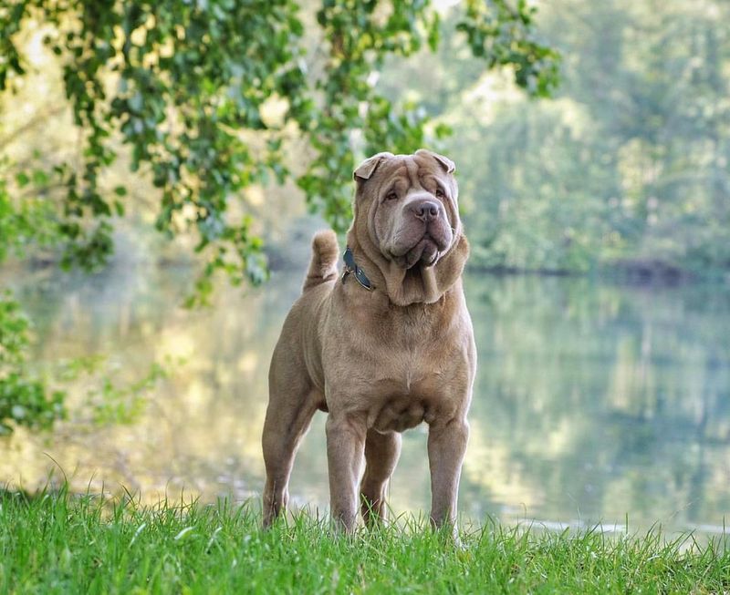 Shar Pei