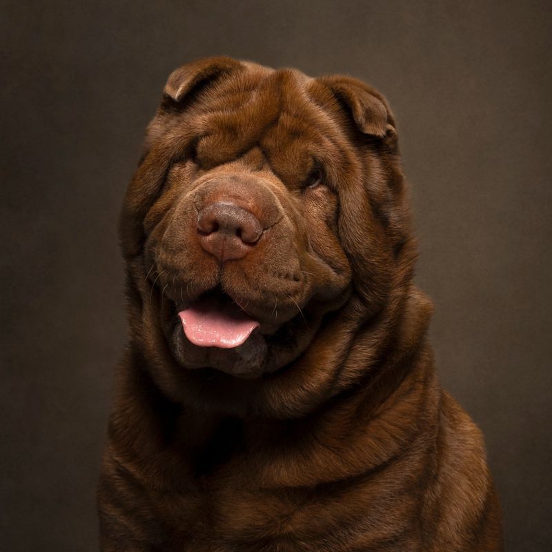 Shar Pei