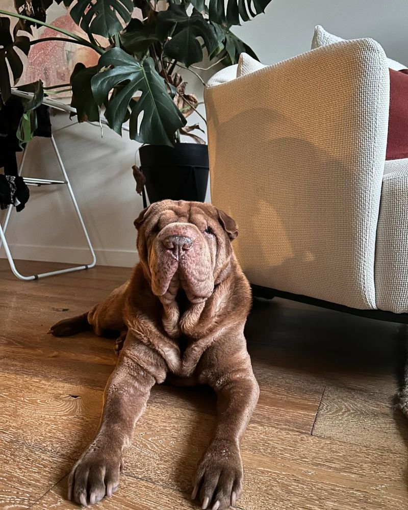 Shar-Pei