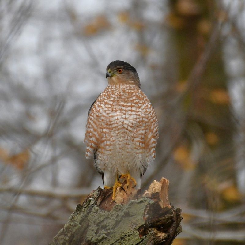 Sharp-shinned Hawk