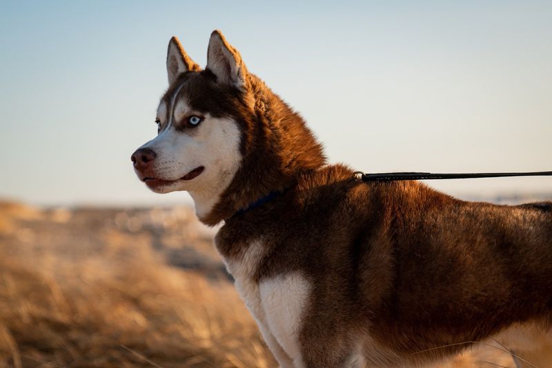 Shaving Double-Coated Breeds