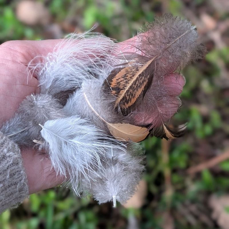 Shed Feathers or Fur