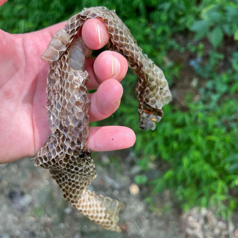 Shedded Snake Skins