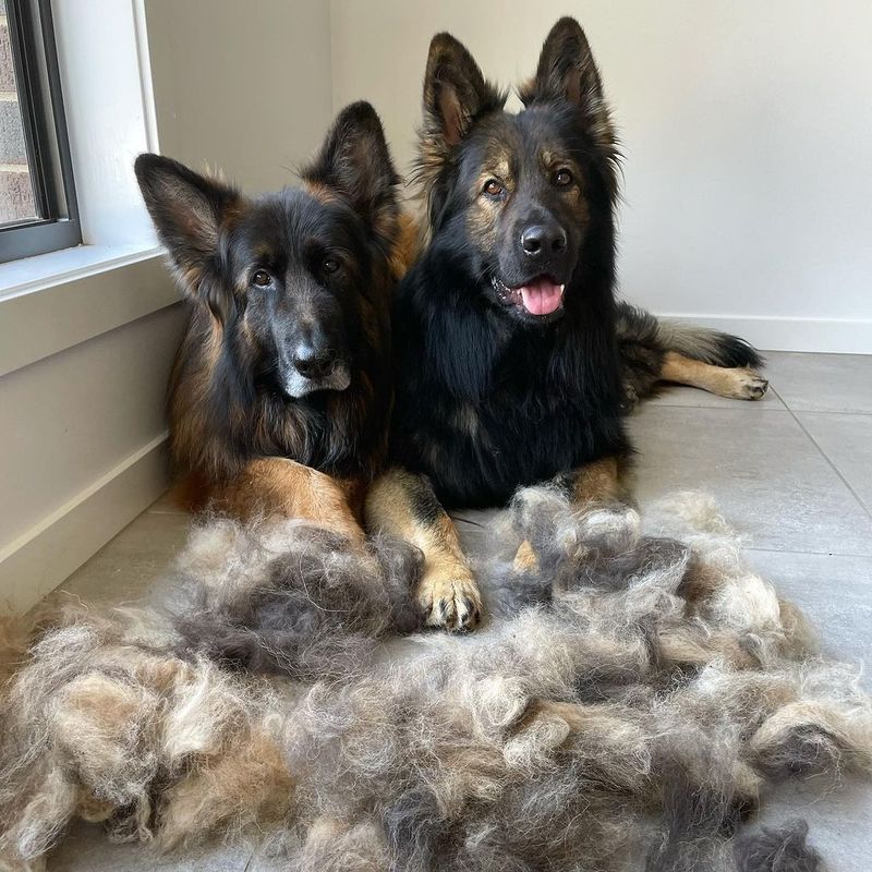 Shedding and Grooming