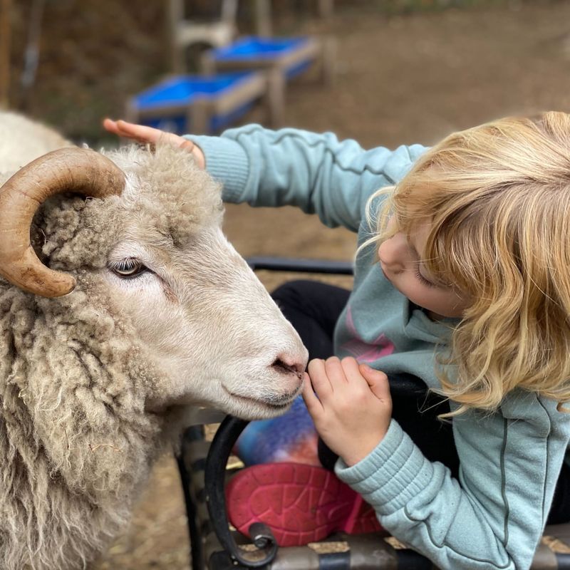 Sheep in Therapy