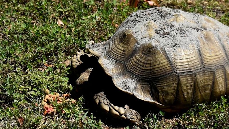 Shell Regeneration and Healing