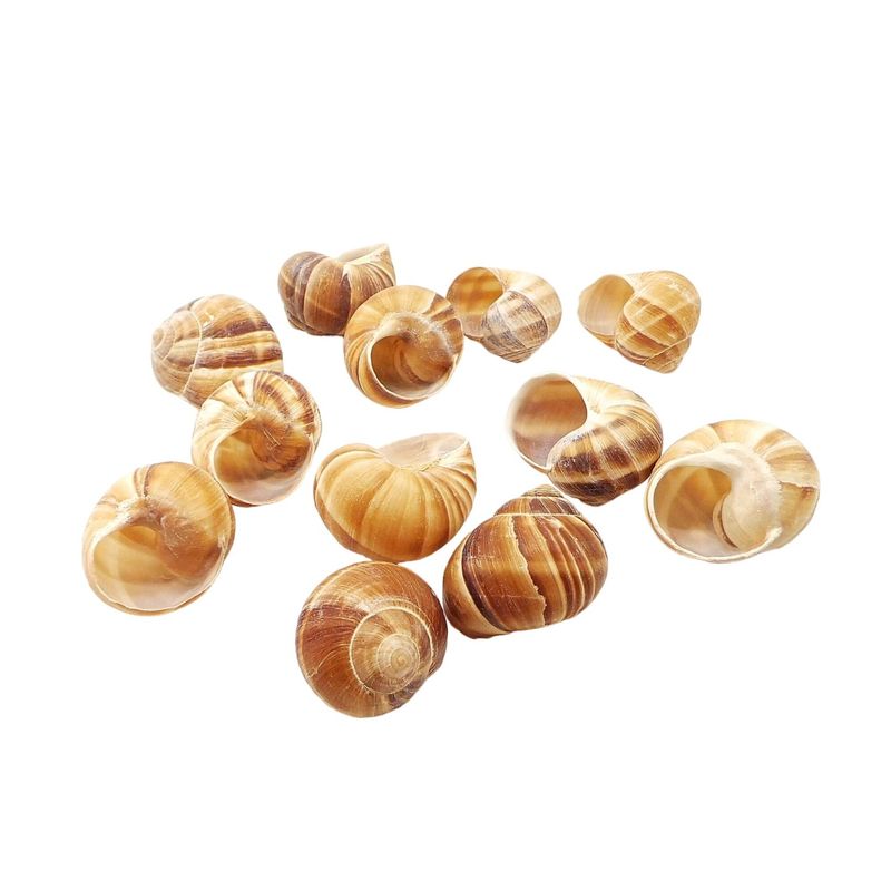 Shell Shapes and Sizes