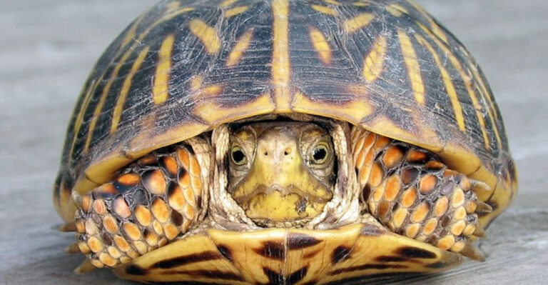 Shell Shocked 17 Things You Never Knew About Tortoise Shells