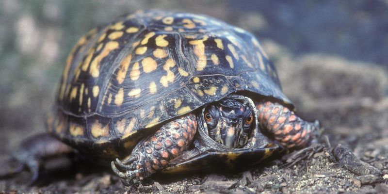 Shells as Indicators of Age and Health