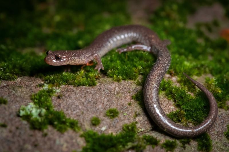 Shenandoah Salamander