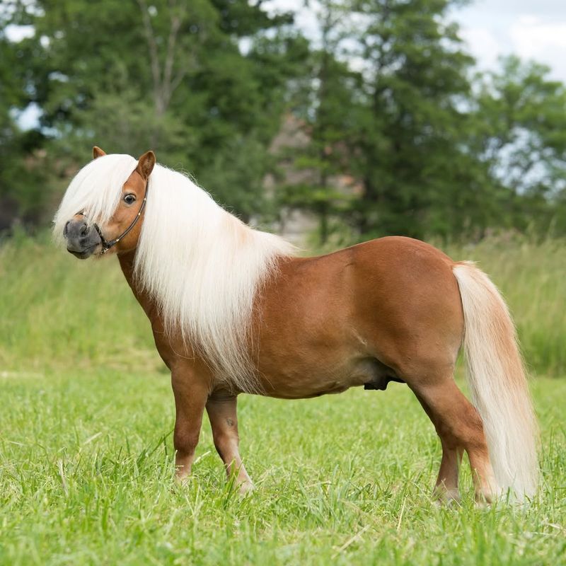 Shetland Pony