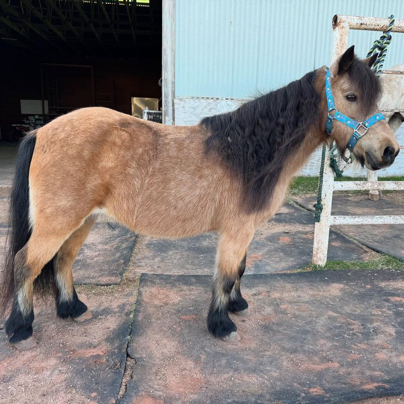 Shetland Pony