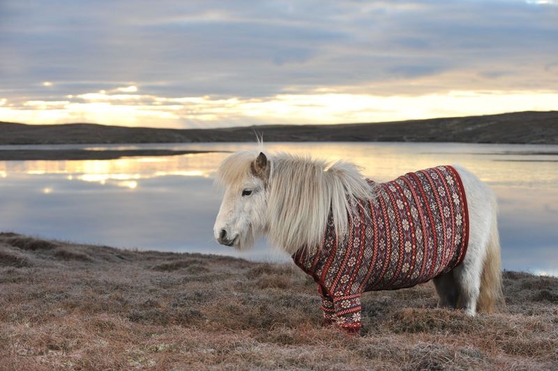 Shetland Pony