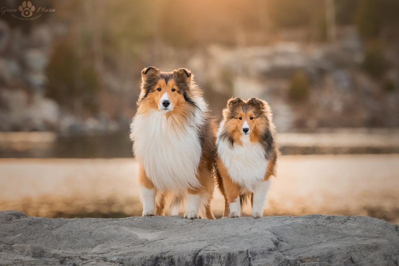 Shetland Sheepdog