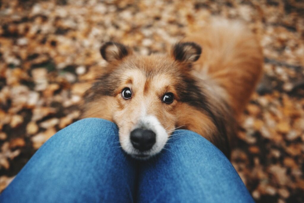 Shetland Sheepdog