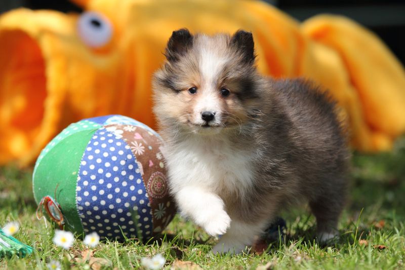 Shetland Sheepdog