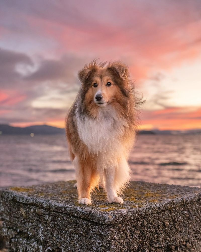 Shetland Sheepdog