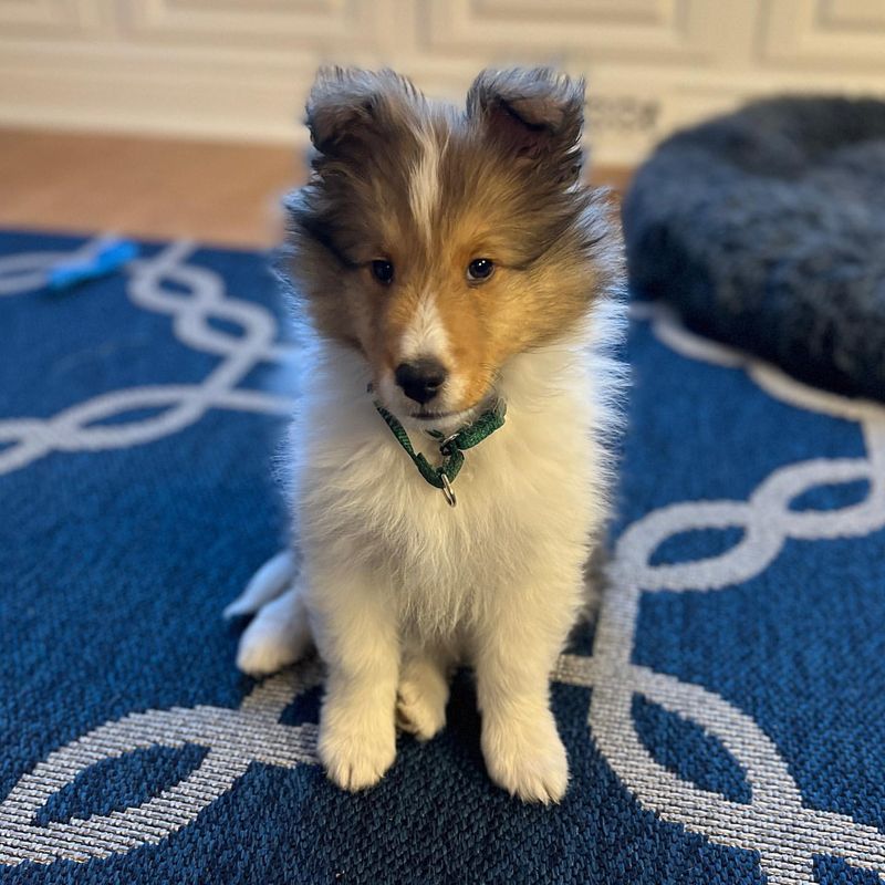 Shetland Sheepdog