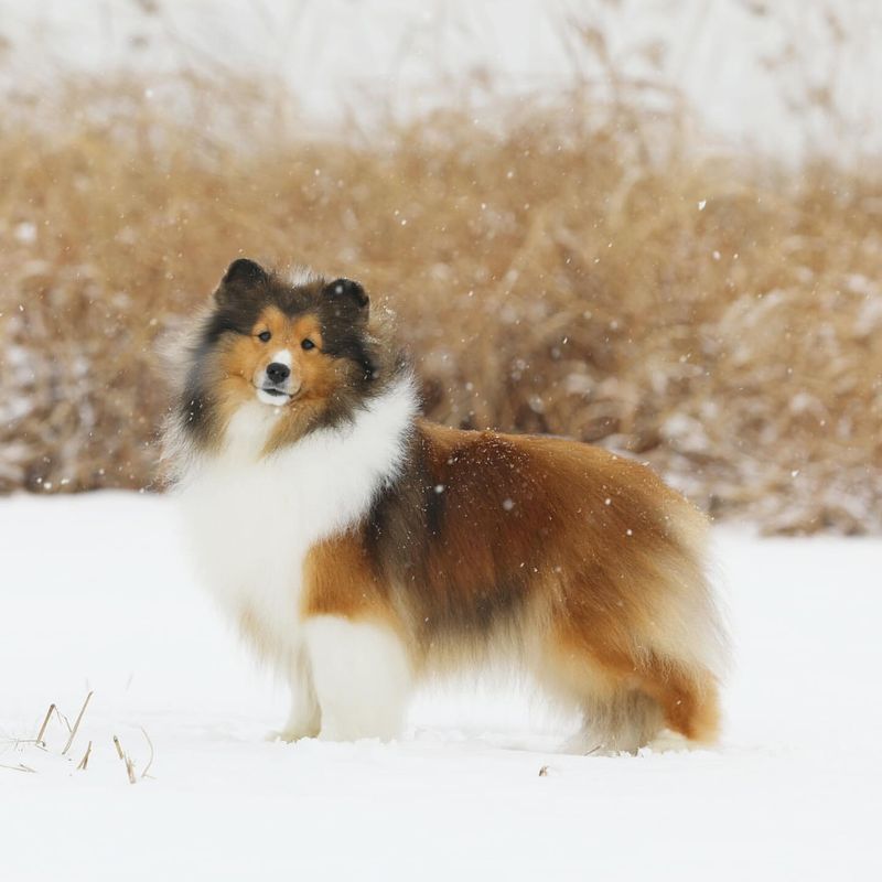 Shetland Sheepdog